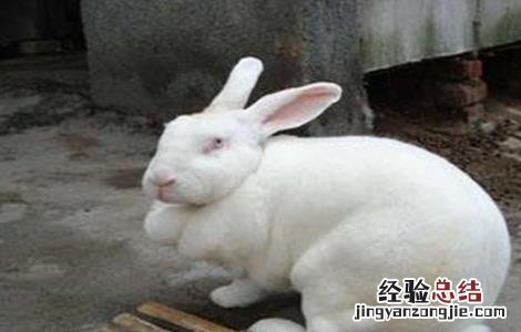 獭兔引种注意事项有哪些 獭兔引种注意事项