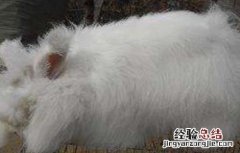 如何提高长毛兔兔毛质量 如何提高长毛兔兔毛质量