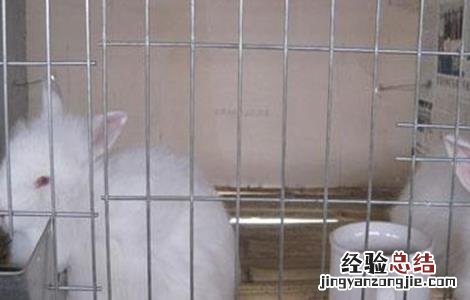 如何提高长毛兔兔毛质量 如何提高长毛兔兔毛质量