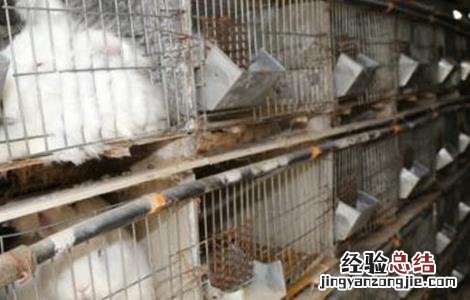 如何提高长毛兔兔毛质量 如何提高长毛兔兔毛质量