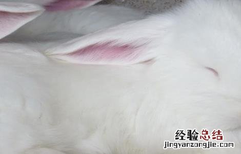 如何提高长毛兔兔毛质量 如何提高长毛兔兔毛质量