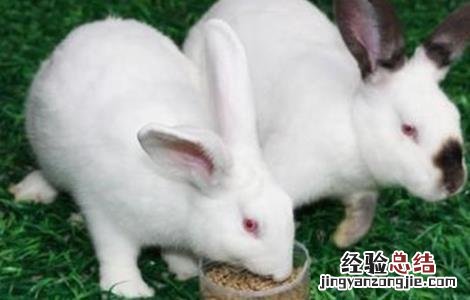 獭兔品种介绍及图片 獭兔品种图片大全