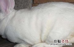 獭兔品种介绍及图片 獭兔品种图片大全