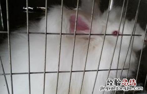 长毛兔采毛方法及注意事项图片 长毛兔采毛方法及注意事项