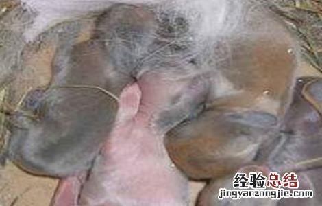 仔兔死亡的原因及应对措施 仔兔死亡率高的主要原因有哪些