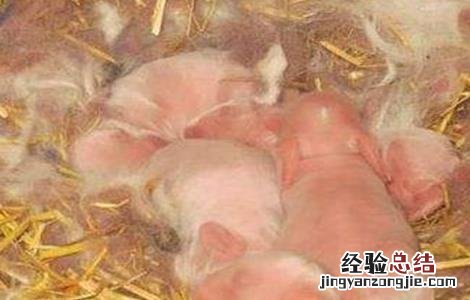 仔兔死亡的原因及应对措施 仔兔死亡率高的主要原因有哪些