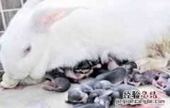仔兔死亡的原因及应对措施 仔兔死亡率高的主要原因有哪些