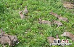 冬天养兔注意事项 春季养兔注意事项