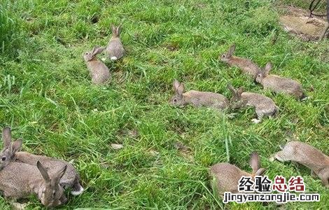冬天养兔注意事项 春季养兔注意事项
