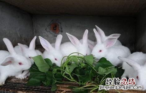 冬天养兔注意事项 春季养兔注意事项