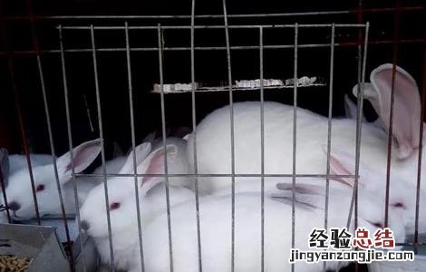 冬天养兔注意事项 春季养兔注意事项