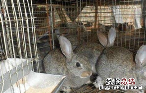 冬天养兔注意事项 春季养兔注意事项