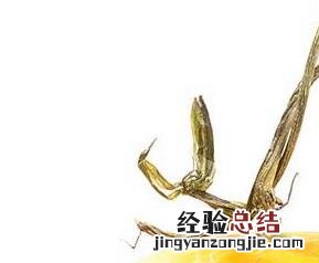 伊丽莎白瓜有什么营养 伊丽莎白瓜的营养价值