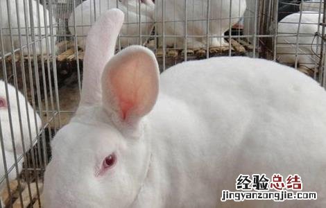 兔子养殖中的几大误区是 兔子养殖中的几大误区
