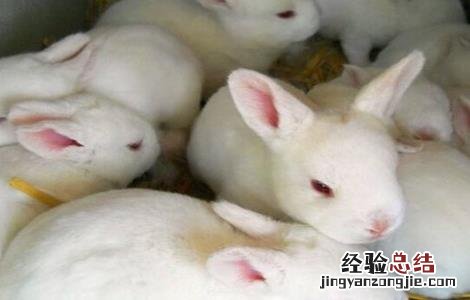 兔子养殖中的几大误区是 兔子养殖中的几大误区