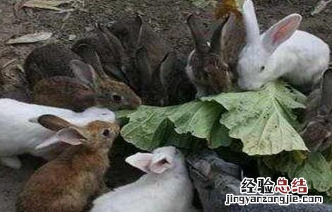 兔子养殖中的几大误区是 兔子养殖中的几大误区