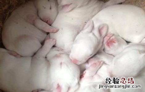 兔子养殖中的几大误区是 兔子养殖中的几大误区