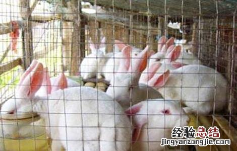 冬季獭兔饲养管理技术视频 冬季獭兔饲养管理技术
