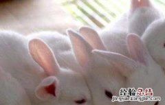 冬季獭兔饲养管理技术视频 冬季獭兔饲养管理技术