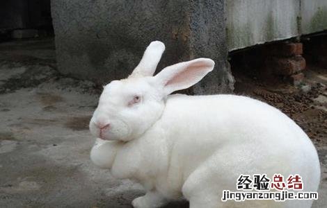 冬季獭兔饲养管理技术视频 冬季獭兔饲养管理技术