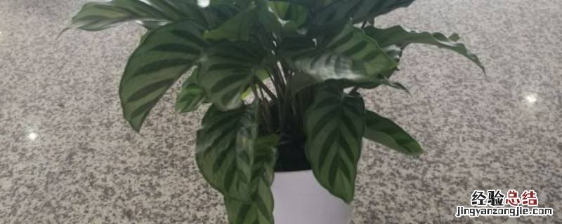 盆栽怎么过高铁安检 花盆能过高铁安检吗