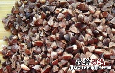 黑荞麦和白荞麦的区别 黑荞麦和白荞麦有什么区别