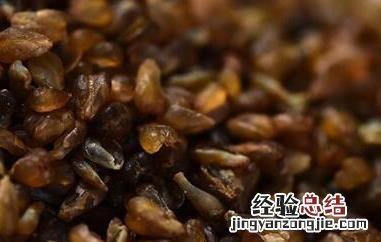 黑苦荞米的作用与功效 黑苦荞米的作用与功效禁忌