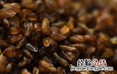 黑苦荞米的作用与功效 黑苦荞米的作用与功效禁忌