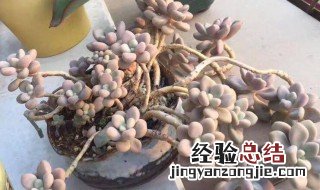 艾伦多肉好养吗 艾伦多肉的养殖方法和注意事项