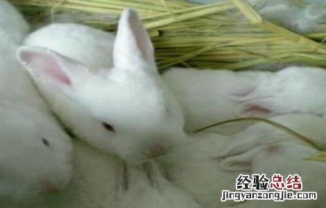 肉兔怎么育肥 肉兔育肥技术有什么和什么