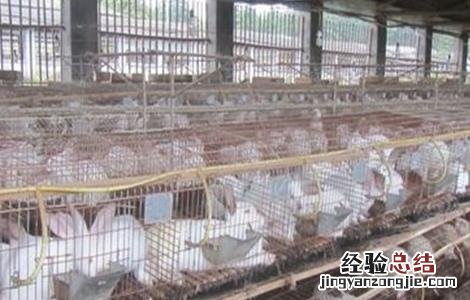 肉兔怎么育肥 肉兔育肥技术有什么和什么
