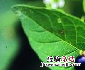龙葵怎么做好吃? 龙葵怎么做好吃