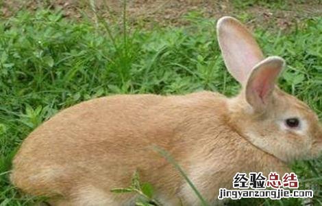 如何挑选种兔? 如何挑选种兔