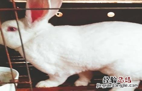 兔子养殖的四季管理 兔子养殖的四季管理措施
