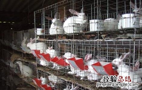 兔子养殖的四季管理 兔子养殖的四季管理措施
