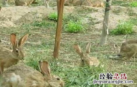 兔子养殖的四季管理 兔子养殖的四季管理措施