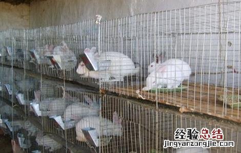 兔子养殖的四季管理 兔子养殖的四季管理措施