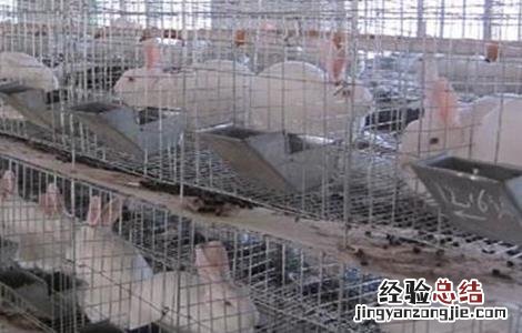 长毛兔养殖技术 长毛兔养殖的方法