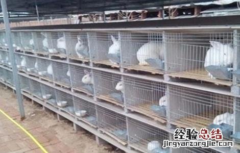 长毛兔养殖技术 长毛兔养殖的方法
