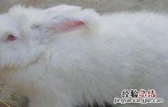长毛兔养殖技术 长毛兔养殖的方法
