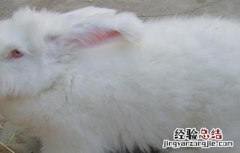 长毛兔养殖技术 长毛兔养殖的方法