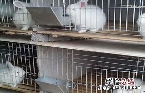 长毛兔养殖技术 长毛兔养殖的方法