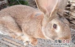 野兔的养殖技术及方法 野兔养殖注意事项