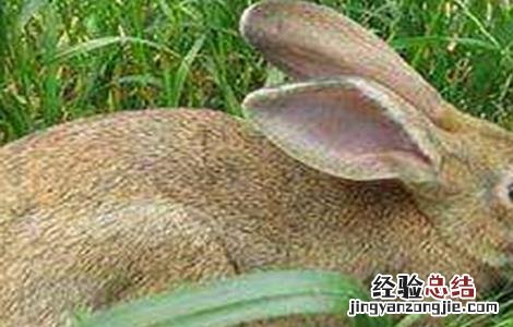 野兔的养殖技术及方法 野兔养殖注意事项
