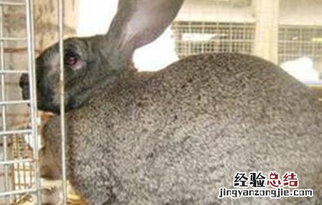野兔的养殖技术及方法 野兔养殖注意事项
