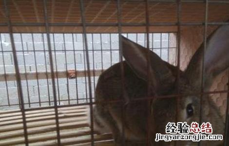 野兔的养殖技术及方法 野兔养殖注意事项