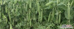 豌豆零下几度能种，豌豆种植技术与管理