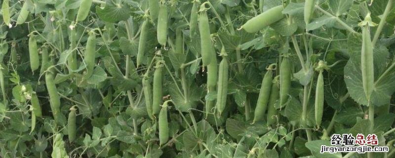 豌豆零下几度能种,豌豆种植技术与管理