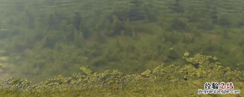 池塘青苔多怎么处理，池塘青苔是怎么形成的