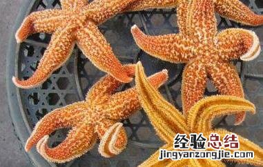 海星泡酒的功效与作用禁忌 海星泡酒的功效与作用